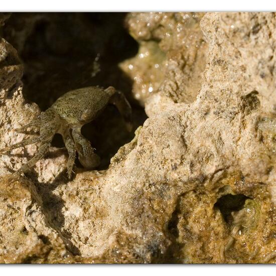 Gemeine Strandkrabbe: Tier im Habitat Felsküste in der NatureSpots App