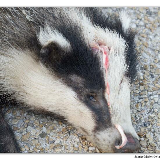 European badger: Animal in habitat Road or Transportation in the NatureSpots App