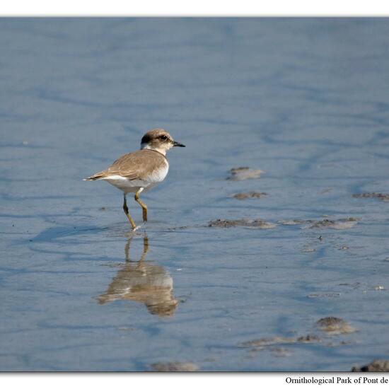 Little Ringed Plover: Animal in nature in the NatureSpots App