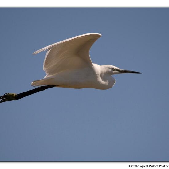 Little Egret: Animal in habitat Zoo in the NatureSpots App