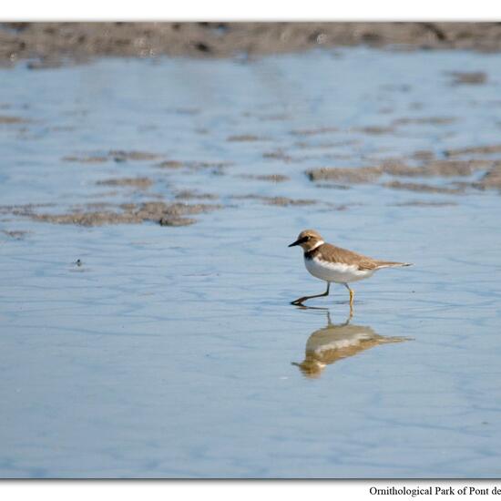 Little Ringed Plover: Animal in nature in the NatureSpots App