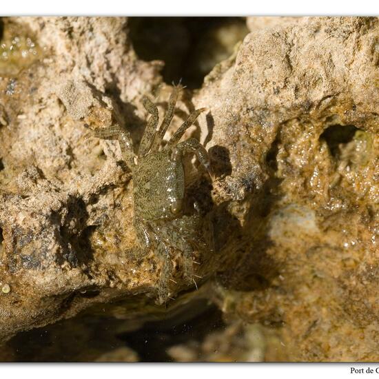 Carcinus maenas: Animal in habitat Rocky coast in the NatureSpots App