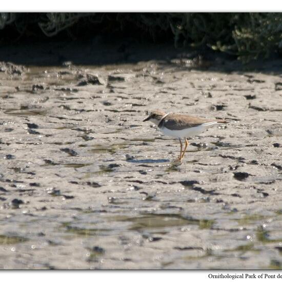 Flussregenpfeifer: Tier in der Natur in der NatureSpots App