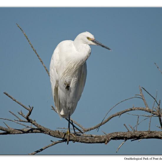 Seidenreiher: Tier im Habitat Zoo/Gehege in der NatureSpots App