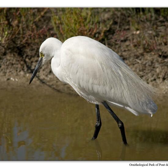 Little Egret: Animal in habitat Zoo in the NatureSpots App