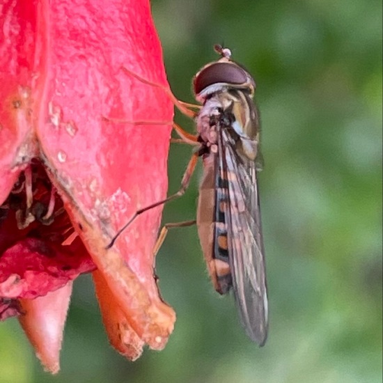 Hainschwebfliege: Tier im Habitat Garten in der NatureSpots App