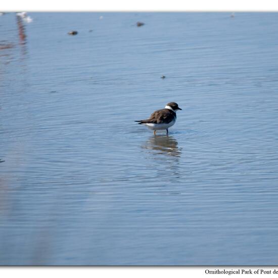 Little Ringed Plover: Animal in nature in the NatureSpots App