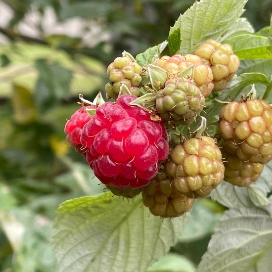 Rubus idaeus: Plant in habitat Garden in the NatureSpots App