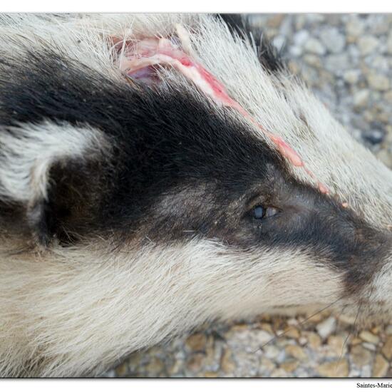 European badger: Animal in habitat Road or Transportation in the NatureSpots App