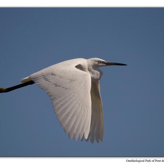 Little Egret: Animal in habitat Zoo in the NatureSpots App