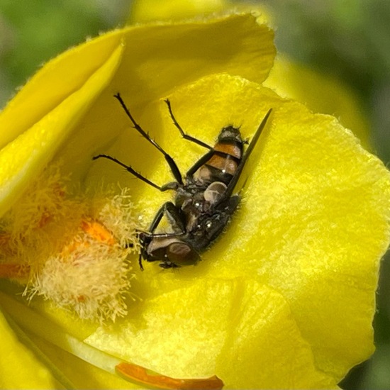 Stomorhina lunata: Tier im Habitat Garten in der NatureSpots App