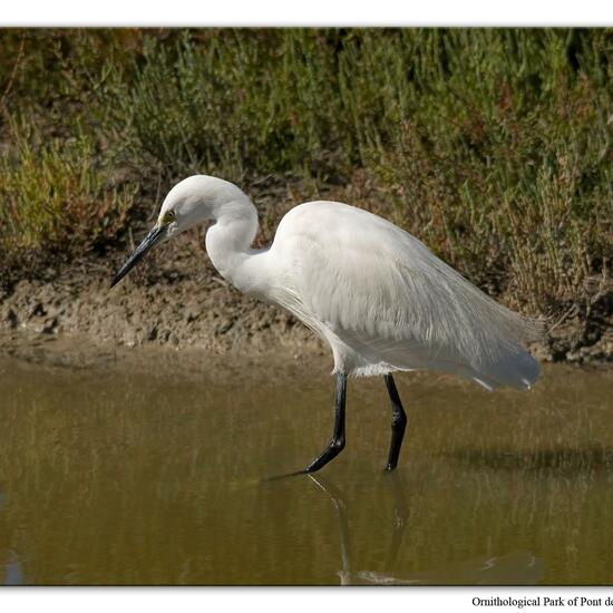 Little Egret: Animal in habitat Zoo in the NatureSpots App