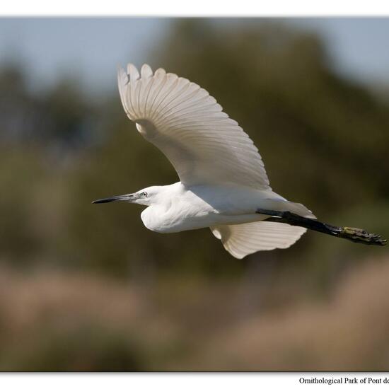 Little Egret: Animal in habitat Zoo in the NatureSpots App