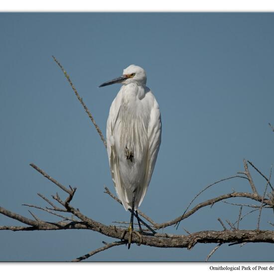 Seidenreiher: Tier im Habitat Zoo/Gehege in der NatureSpots App