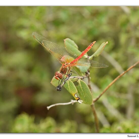 Red-veined darter: Animal in habitat Rock areas in the NatureSpots App