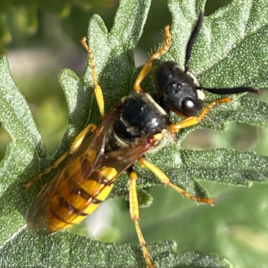 Bienenwolf: Tier im Habitat Stadt und Garten in der NatureSpots App