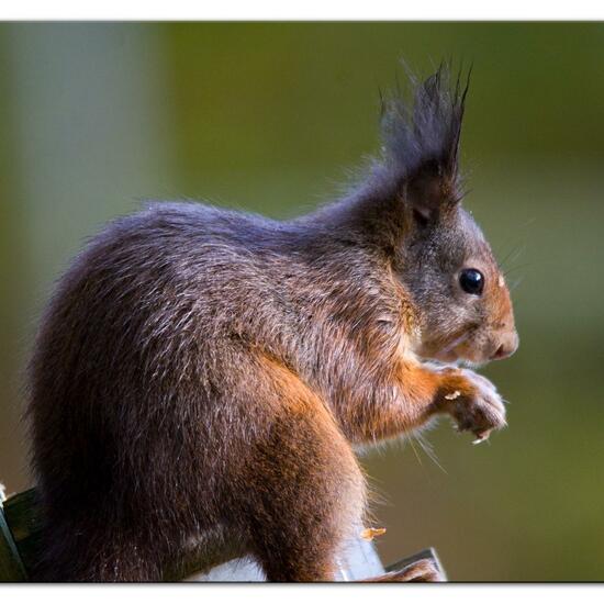 Red squirrel: Animal in habitat Backyard in the NatureSpots App