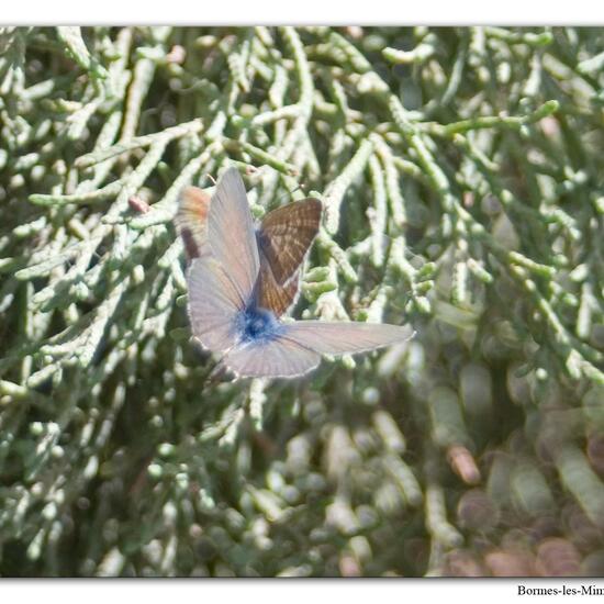 Leptotes pirithous: Tier im Habitat Innenstadt in der NatureSpots App