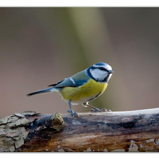 Cyanistes caeruleus: Animal in habitat Backyard in the NatureSpots App