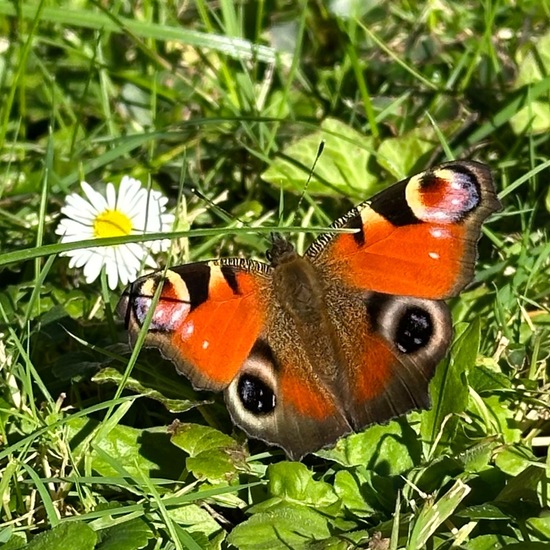 Aglais io: Animal in habitat Backyard in the NatureSpots App