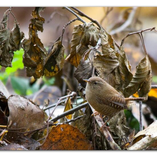 Eurasian Wren: Animal in nature in the NatureSpots App