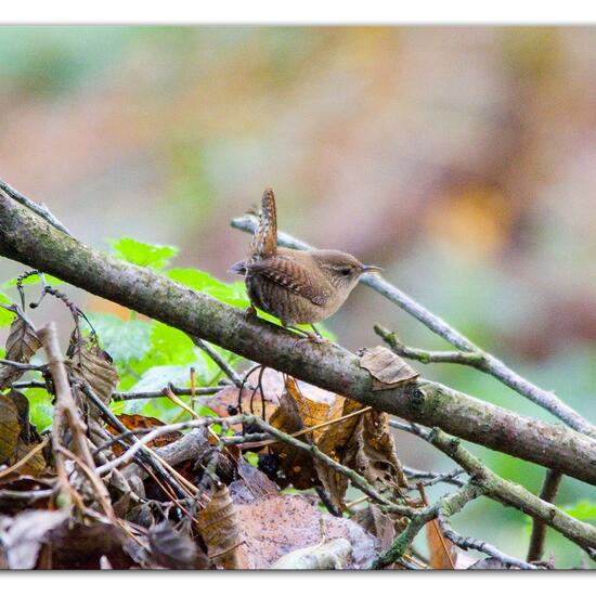 Zaunkönig: Tier in der Natur in der NatureSpots App