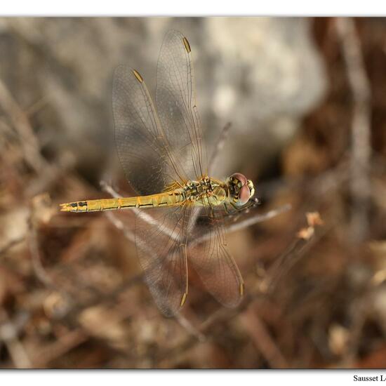 Red-veined darter: Animal in habitat Rock areas in the NatureSpots App