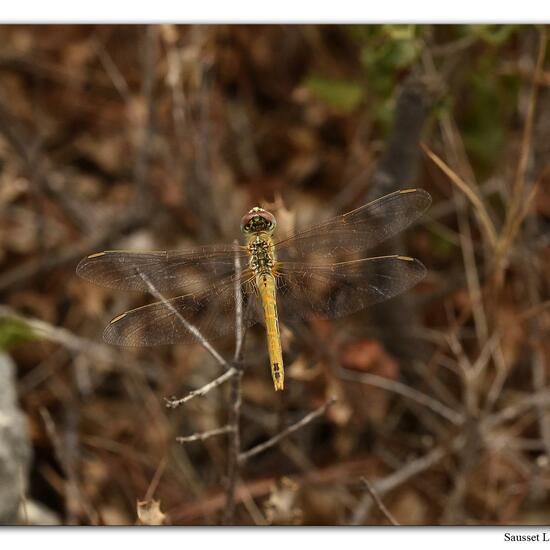 Red-veined darter: Animal in habitat Rock areas in the NatureSpots App