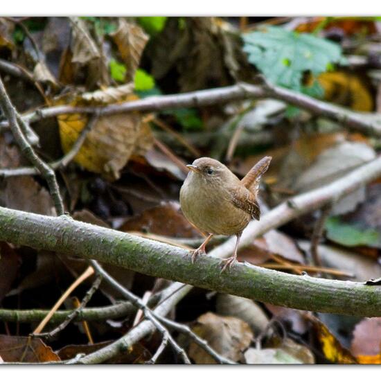 Zaunkönig: Tier in der Natur in der NatureSpots App