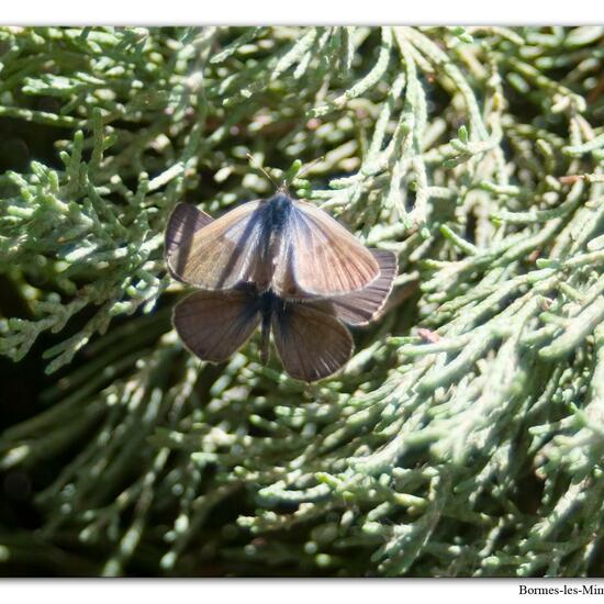 Leptotes pirithous: Tier im Habitat Innenstadt in der NatureSpots App