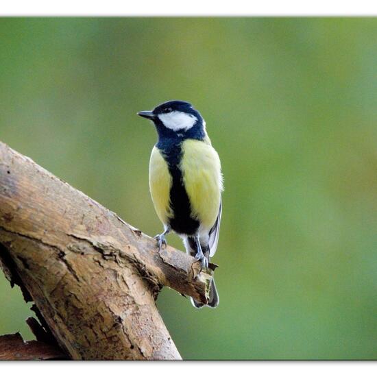 Great Tit: Animal in habitat Backyard in the NatureSpots App