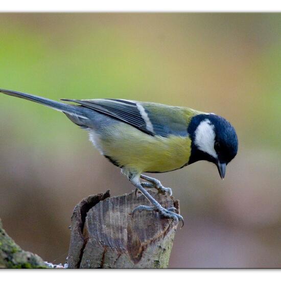 Kohlmeise: Tier im Habitat Hinterhof in der NatureSpots App