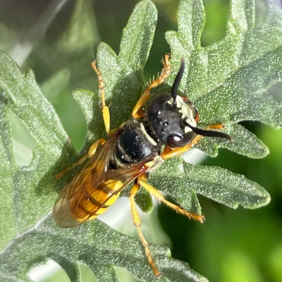 Bienenwolf: Tier im Habitat Stadt und Garten in der NatureSpots App