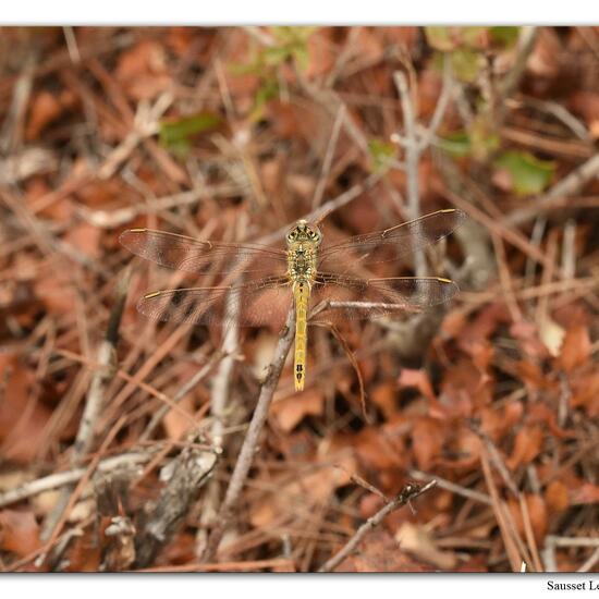 Red-veined darter: Animal in habitat Rock areas in the NatureSpots App