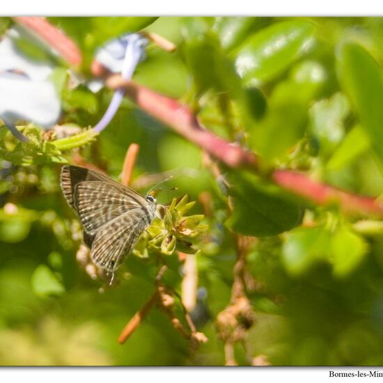 Leptotes pirithous: Tier im Habitat Innenstadt in der NatureSpots App