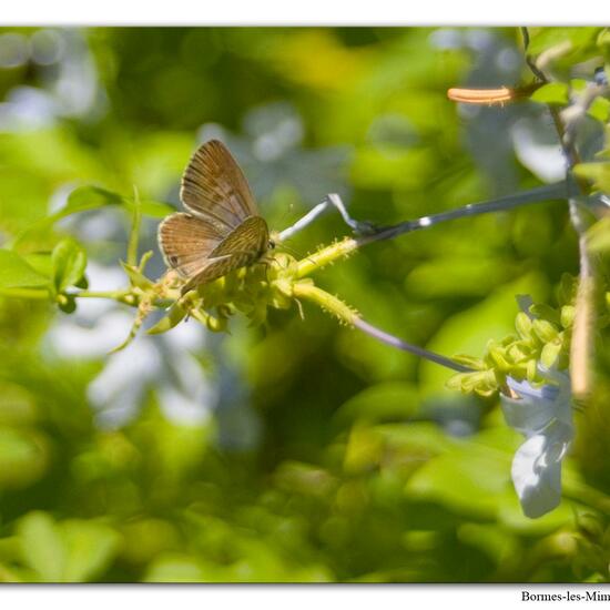 Leptotes pirithous: Tier im Habitat Innenstadt in der NatureSpots App