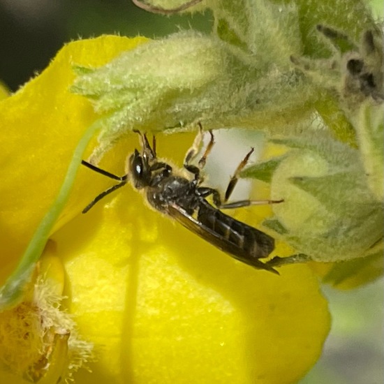 Lasioglossum pygmaeum pygmaeum: Tier in der Natur in der NatureSpots App