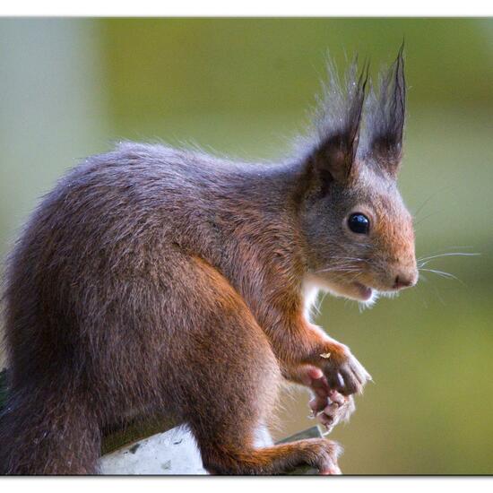 Red squirrel: Animal in habitat Backyard in the NatureSpots App