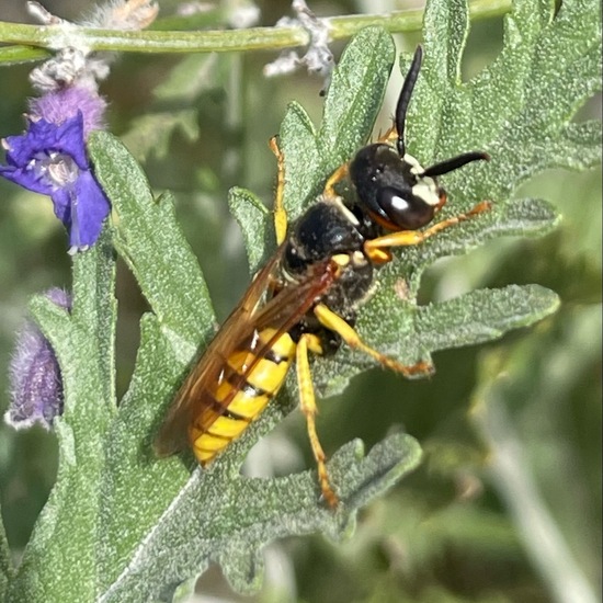 Bienenwolf: Tier im Habitat Stadt und Garten in der NatureSpots App