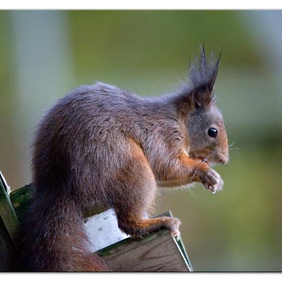 Red squirrel: Animal in habitat Backyard in the NatureSpots App