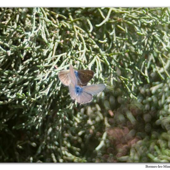 Leptotes pirithous: Tier im Habitat Innenstadt in der NatureSpots App