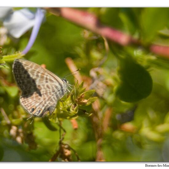 Leptotes pirithous: Tier im Habitat Innenstadt in der NatureSpots App