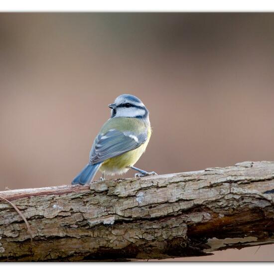 Cyanistes caeruleus: Animal in habitat Backyard in the NatureSpots App