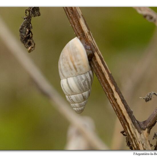 Märzenschnecke: Tier in der Natur in der NatureSpots App