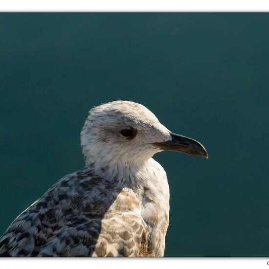 Yellow-legged Gull: Animal in habitat Rocky coast in the NatureSpots App