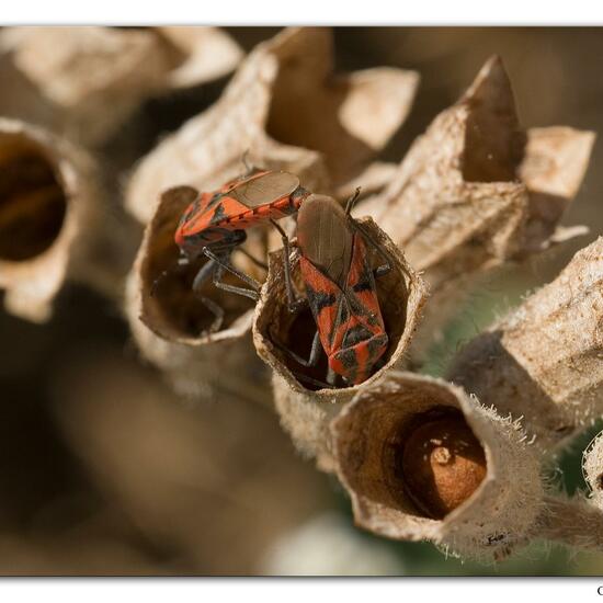 Spilostethus pandurus: Animal in habitat Rocky coast in the NatureSpots App