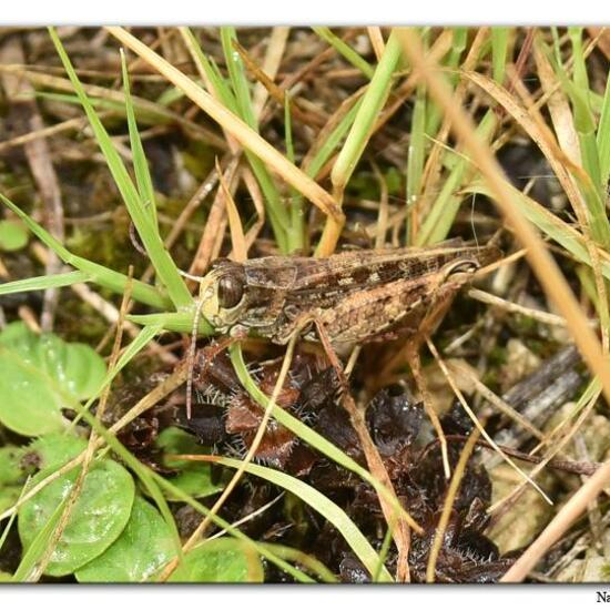 Italienische Schönschrecke: Tier in der Natur in der NatureSpots App