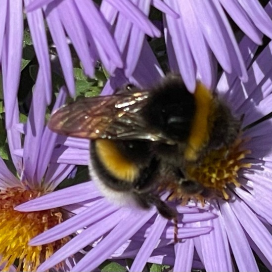 Dunkle Erdhummel: Tier im Habitat Garten in der NatureSpots App