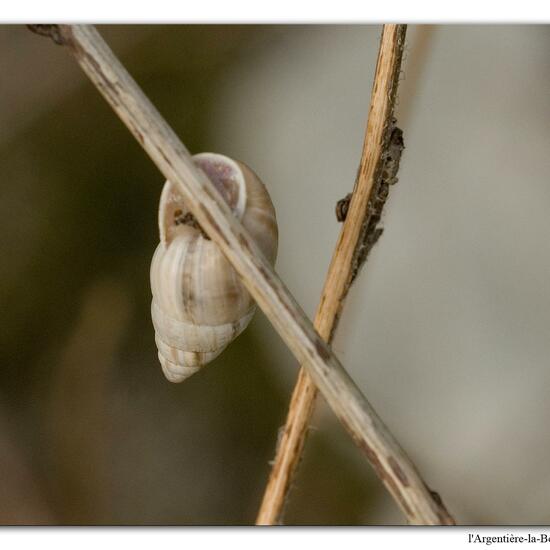 Märzenschnecke: Tier in der Natur in der NatureSpots App