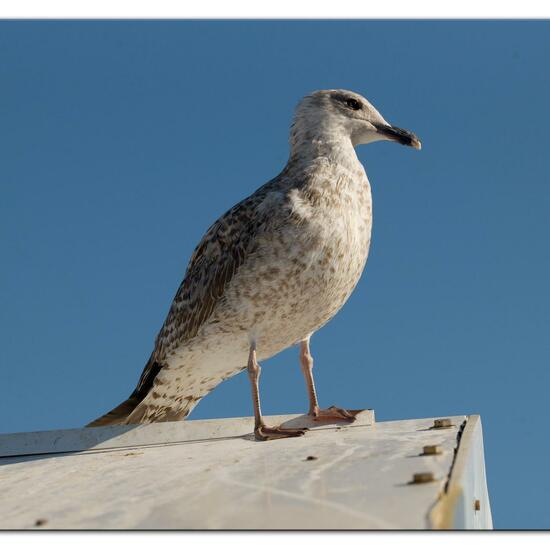 Yellow-legged Gull: Animal in habitat Rocky coast in the NatureSpots App